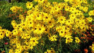 Flower field yellow red orange - derek chittock free wallpaper