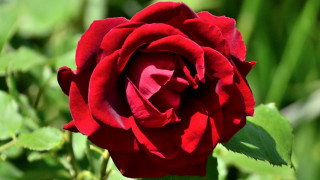 Red rose green leaves blurry 5 - the background and a blurry background behind free wallpaper