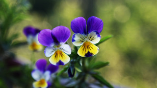 Purple yellow flower bokeh macro 2 - a group free wallpaper for desktop