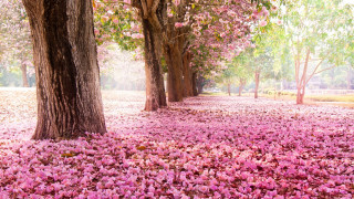 Pink flower carpet park bench - the background and a bench in the foreground free wallpaper