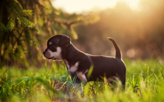 Puppy field grass sunshine blurry - the sun free wallpaper