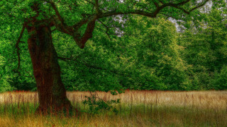 Large tree grassy field bench - a large tree free wallpaper