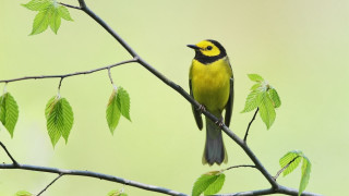 Yellow bird branch leaves green - darrell riche free wallpaper