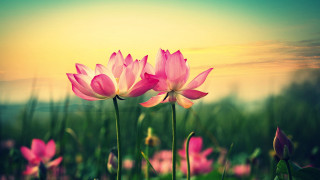 Pink flowers sunset bokeh blurry - cloud and sun free wallpaper