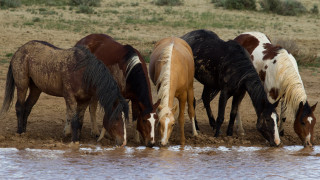 Horses drinking water outdoors realistic - horse free wallpaper