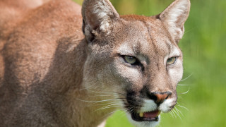 Mountain lion closeup blurry background 2 - a blurry background of grass and bushes free wallpaper