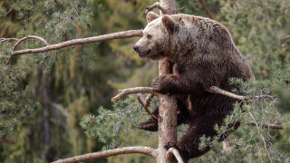 Brown bear climbing tree branch 2 - a tree branch in a forest area free wallpaper for desktop