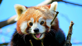 Red panda tongue out tree - its tongue free wallpaper