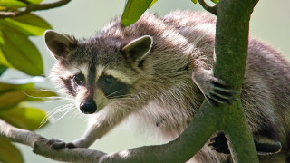 Raccoon climbing tree branch leaf - darrell riche free wallpaper for desktop