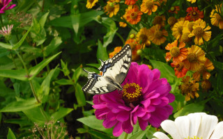 Butterfly flower garden summer vibrant - corneille free wallpaper