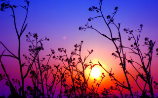 Sunset branches flowers purple sky - a few flower free wallpaper