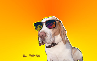 Dog sunglasses yellow background eltono - carpoforo tencalla free wallpaper