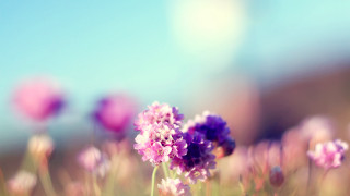 Purple flower field blue sky 2 - a microscopic photo free wallpaper