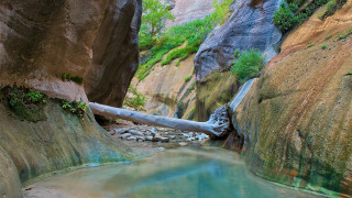 Narrow river canyon fallen branch - a rock wall in the background free wallpaper