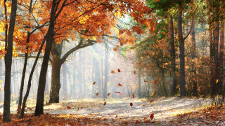 Autumn forest leaves light falling - the tree free wallpaper