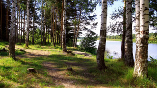 Woodland path lake bench nature - lake free wallpaper for desktop