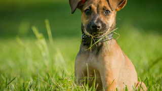 Dog grass eating shiba inu - its mouth free wallpaper