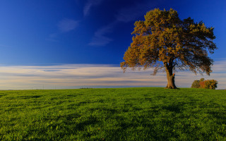 Lone tree grassy field blue - grassy free wallpaper for desktop