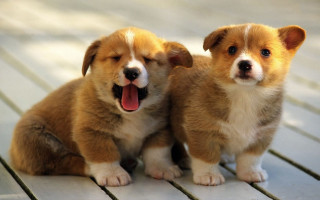 Puppies shiba inu open mouth - two puppy free wallpaper