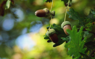 Tree acorns leaves macro bokeh - claire dalby free wallpaper for desktop