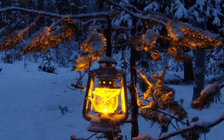 Lantern lit snowy forest night - in a forest free wallpaper