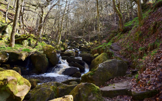 Forest river mossy rocks nature - a hillside free wallpaper
