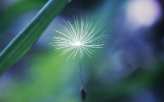 Dandelion macro night moonlight fireworks - a blurry background of grass and trees free wallpaper for desktop
