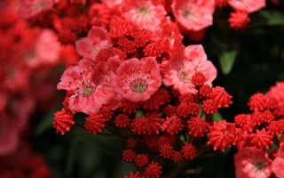 Red flowers blooming sunlight macro - a green center free wallpaper for desktop
