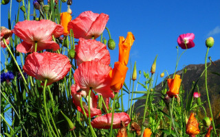 Flower field blue sky mountain - summer vibrancy free wallpaper