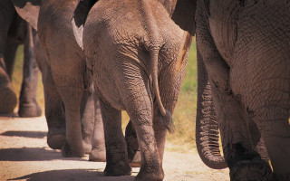 Elephants walking dirt road trunks - a group of elephants free wallpaper