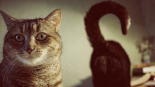 Cat black cat table book - surrealism free wallpaper for desktop