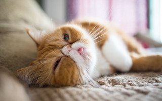 Cat laying back couch closed - a portrait free wallpaper