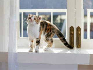 Cat window sill glamor arabesque - the window sill free wallpaper