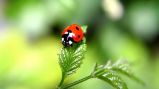Ladybug green leaf water drops 4 - black dot free wallpaper