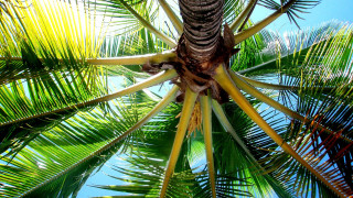 Palm tree blue sky clouds 5 - florianne becker free wallpaper