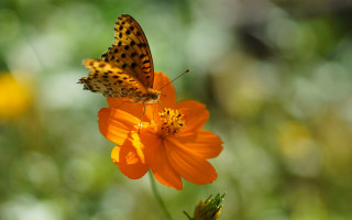 Butterfly flower sun macro naturalism - a butterfly free wallpaper