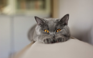 Black cat sitting on couch - altichiero free wallpaper