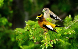 Birds forest branch yellow brown - two bird free wallpaper for desktop
