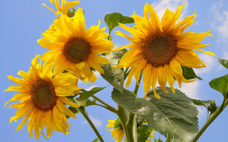 Sunflower sky clouds summer field - a sunny day free wallpaper for desktop