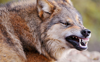 Wolf open teeth realistic furry - his mouth open free wallpaper