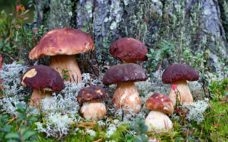 Mushrooms forest mossy autumn nature - mossy free wallpaper for desktop