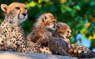Cheetah cubs rock tree water - a tree and a body of water free wallpaper