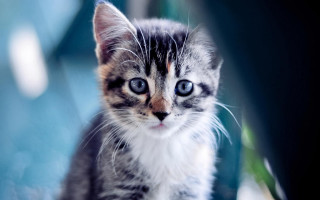 Small kitten blue eyes table - a table next free wallpaper