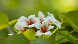 Daisy lily leaf macro blurry - a plant free wallpaper