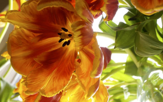 Flower sky window sunlight shallow - a sky background behind free wallpaper