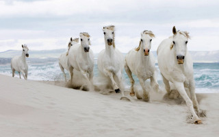 White horses beach ocean sky - annie leibovitz free wallpaper for desktop