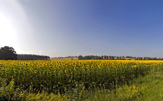 Sunflowers field road trees blue - ultra wide angle free wallpaper for desktop