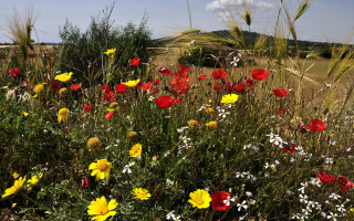 Wildflowers blue sky clouds christmas - corneille free wallpaper