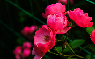 Pink roses vase blurry flower - green stem and leaves free wallpaper