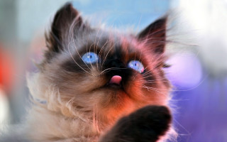 Cat blue eyes looking up 10 - the camera len free wallpaper